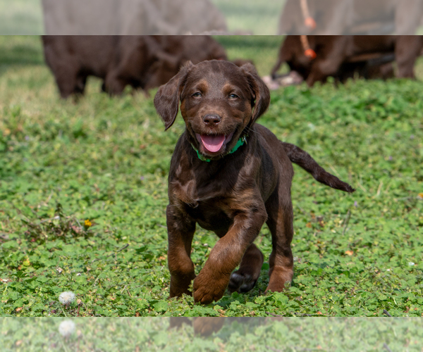 Medium Photo #1 Labradoodle Puppy For Sale in DEEPWATER, MO, USA