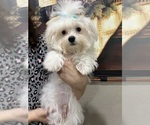 Small Maltese