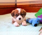 Puppy 2 Pembroke Welsh Corgi