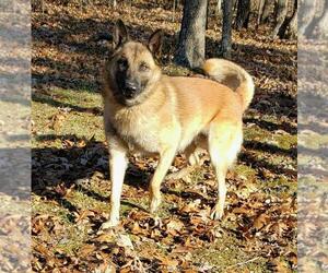 Belgian Malinois Puppy for sale in MARSHFIELD, MO, USA