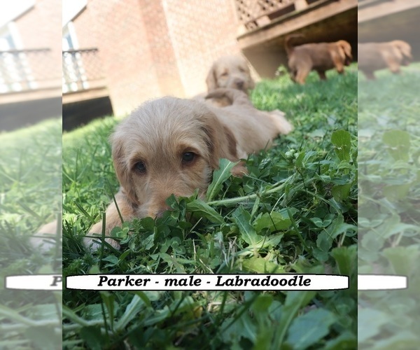 Medium Photo #8 Miniature Labradoodle Puppy For Sale in CLARKRANGE, TN, USA