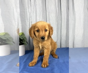 Golden Retriever Puppy for sale in GREENWOOD, IN, USA