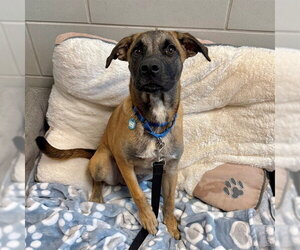 German Shepherd Dog-Unknown Mix Dogs for adoption in Waterford, VA, USA