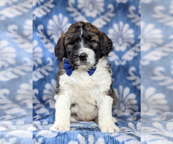 Medium Photo #6 Saint Berdoodle Puppy For Sale in OXFORD, PA, USA