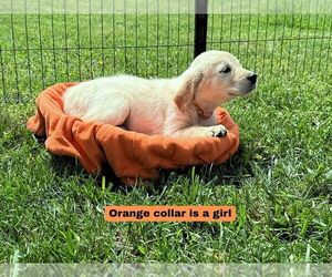 Medium Golden Retriever