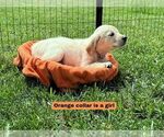 Puppy Orange Golden Retriever