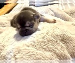 Small #4 French Bulldog