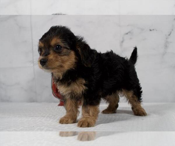 Medium Photo #4 Cavalier King Charles Spaniel-Poodle (Toy) Mix Puppy For Sale in RICHMOND, IL, USA