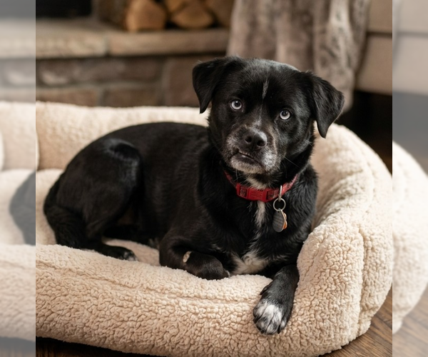 Medium Photo #5 Mutt Puppy For Sale in Vail, AZ, USA