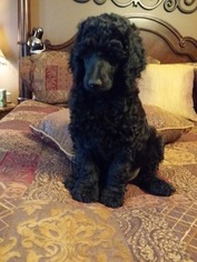 Poodle (Standard) Puppy for sale in SIMPSONVILLE, SC, USA