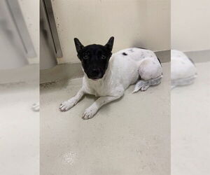Akita Dogs for adoption in Fremont, CA, USA