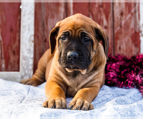 Medium Photo #52 Mastiff Puppy For Sale in WAKARUSA, IN, USA