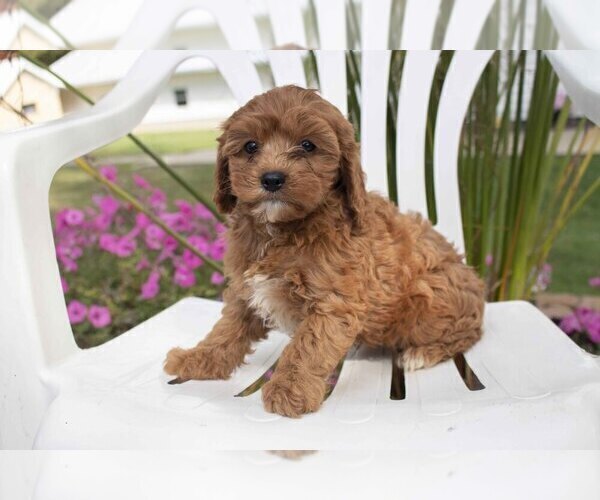 Medium Photo #1 Cavapoo Puppy For Sale in FRESNO, OH, USA