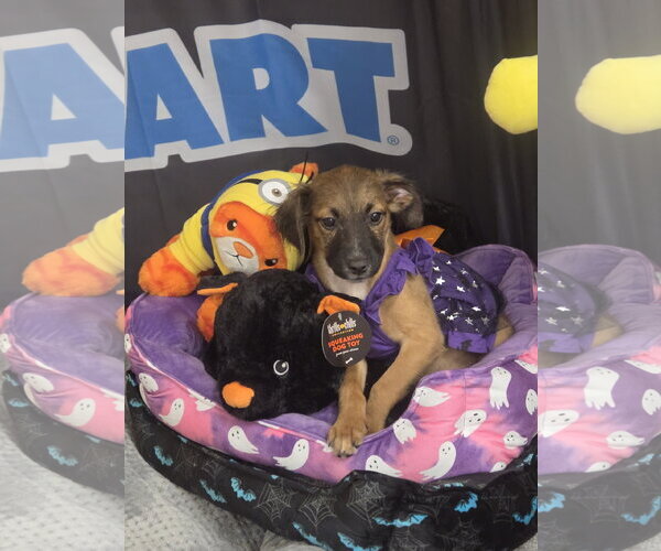 Medium Photo #1 Australian Shepherd-Unknown Mix Puppy For Sale in Sanford, FL, USA