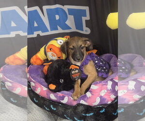 Australian Shepherd-Unknown Mix Dogs for adoption in Sanford, FL, USA