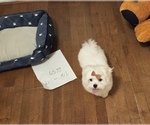 Small #4 Maltese