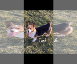Small Photo #1 Pembroke Welsh Corgi Puppy For Sale in DOWNING, MO, USA