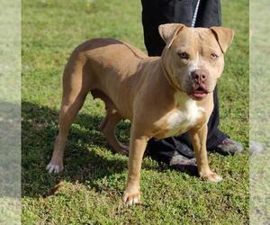 American Bulldog-American Staffordshire Terrier Mix Dogs for adoption in Talladega, AL, USA