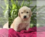 Puppy Turtle Golden Retriever