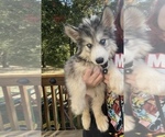 Small Photo #5 Siberian Husky Puppy For Sale in KANSAS CITY, MO, USA