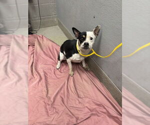 Boston Terrier-Unknown Mix Dogs for adoption in Las Vegas, NV, USA