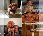 Small Photo #16 Vizsla Puppy For Sale in NEW YORK MILLS, MN, USA