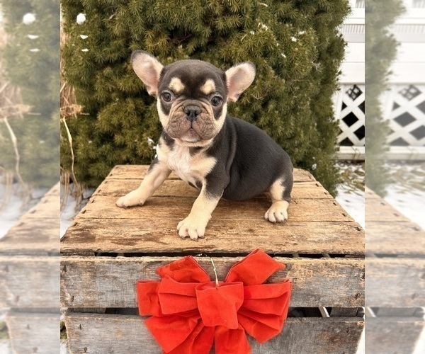 Medium Photo #3 French Bulldog Puppy For Sale in MIDDLEBURY, IN, USA