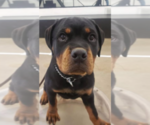 Small #5 Rottweiler