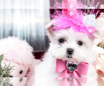 Small #11 Maltese