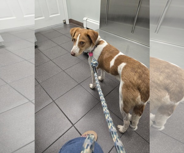 Medium Photo #7 Brittany-Unknown Mix Puppy For Sale in Curwensville, PA, USA