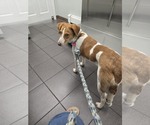 Small #6 Brittany Mix