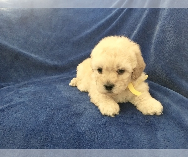 Medium Photo #36 Poodle (Toy) Puppy For Sale in SAFFORD, AZ, USA