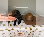 Small #1 Goldendoodle mix (+ Poodle Standard)