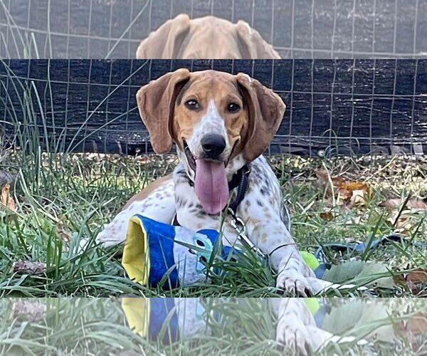 Medium Photo #4 Mutt Puppy For Sale in Rustburg, VA, USA