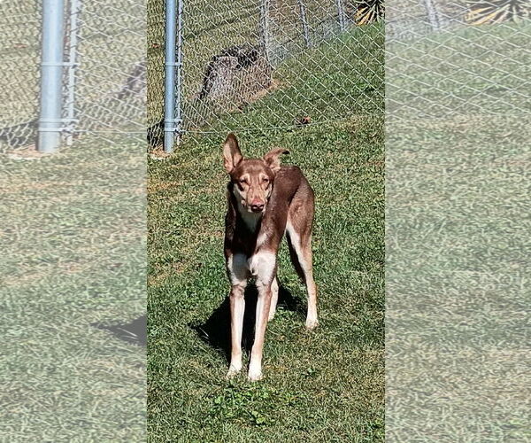 Medium Photo #2 German Shepherd Dog Puppy For Sale in Forest, VA, USA