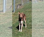 Small #1 German Shepherd Dog