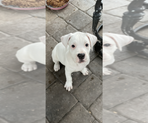 American Bulldog Puppy for sale in ST AUGUSTINE, FL, USA