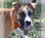 Small Black Mouth Cur Mix