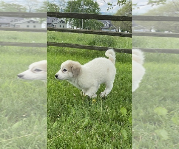 Medium Photo #2 Great Pyrenees Puppy For Sale in CANOGA, NY, USA