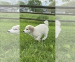 Small Photo #2 Great Pyrenees Puppy For Sale in CANOGA, NY, USA