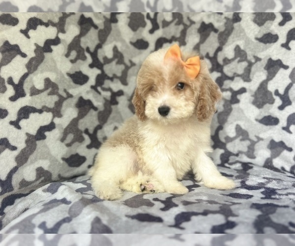 Medium Photo #4 Cock-A-Poo Puppy For Sale in LAKELAND, FL, USA