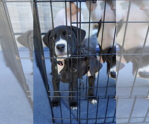 Hershey - Candy Litter (Trixie mom) - Male American Staffordshire Terrier-Unknown Mix Dog for Adoption - Photo #3