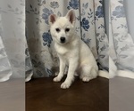 Small Photo #38 Alaskan Klee Kai Puppy For Sale in DURHAM, CT, USA
