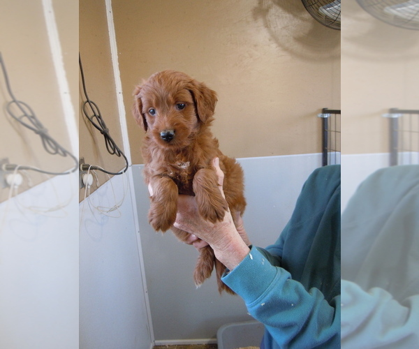 Medium Photo #6 Goldendoodle (Miniature) Puppy For Sale in ALLIANCE, NE, USA