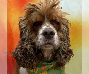 Hazel - Female Cocker Spaniel Dog for Adoption - Photo #6