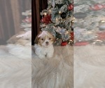Small Photo #1 Shih Tzu Puppy For Sale in INDIANAPOLIS, IN, USA