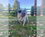 Small Photo #2 Pug Puppy For Sale in Indianapolis, IN, USA