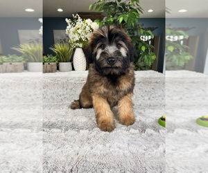 Soft Coated Wheaten Terrier Puppy for Sale in GREENFIELD, Indiana USA