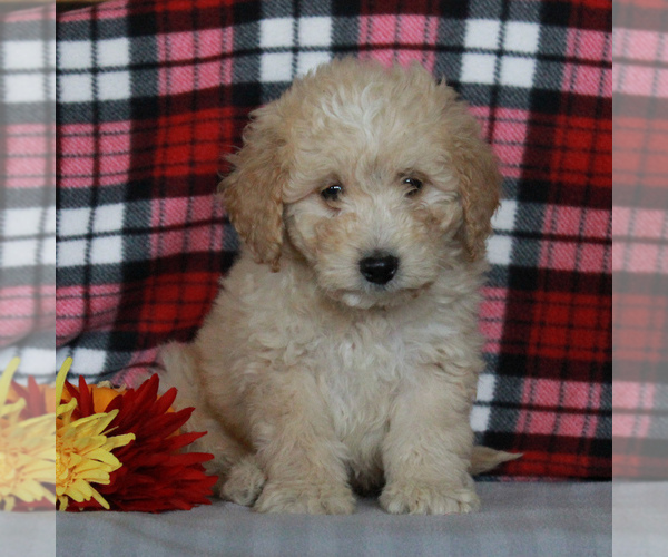 Medium Photo #4 Labradoodle-Poodle (Miniature) Mix Puppy For Sale in CHRISTIANA, PA, USA