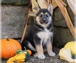 Small #2 German Shepherd Dog-Siberian Husky Mix